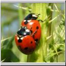 Coccinella septempunctata - Siebenpunkt 08.jpg